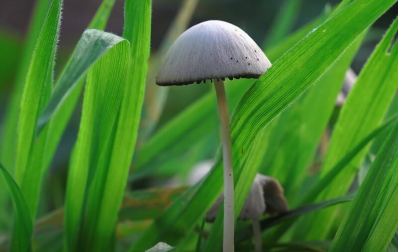 Cure Anxiety and Depression With Psilocybin