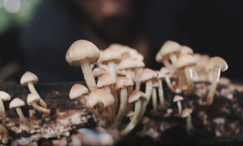 Psilocybin Helps Anxiety and Depression fungee