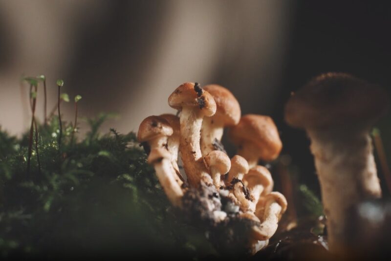 Psilocybin Helps Anxiety and Depression mushroom